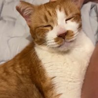 ご満悦な猫