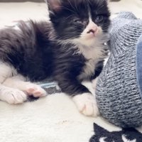 目を覚ます黒い子猫
