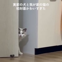 ドアから顔だけ出して犬さんを確認する猫さん