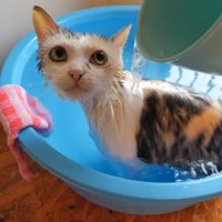 こちらを見るネコ吉ちゃん