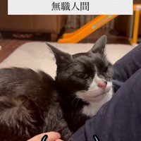 人の上に乗っている猫と「（・・・）」の字幕