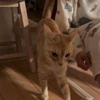 人の横を歩く猫