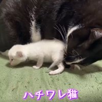 可愛がる