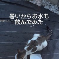 ごはんを食べる猫