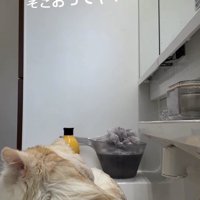 洗面台の前から離れる女性を見つめる猫