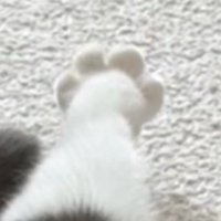 丸いフォルムをした猫の足