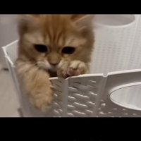 「それそれ」のテロップ写真