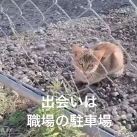 鳴き声を上げる子猫