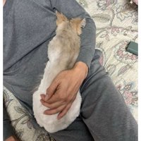抱かれている猫