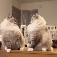 対峙する二匹の猫