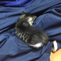 膝の上に乗った後ろ姿