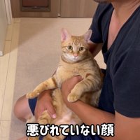 悪びれていない顔