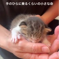 手のひらの上にいる猫