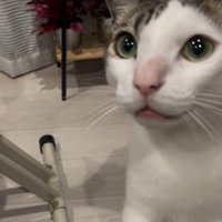 飼い主に体を近づけて、見つめる猫