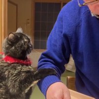 飼い主におねだりをする猫