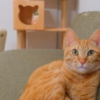 座っている猫