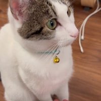 別の方向を見る猫