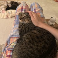 飼い主さんの膝の上でくつろぐキジトラ猫