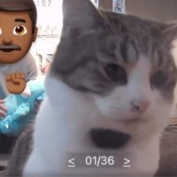 下を向く猫