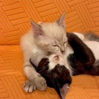新入りの子猫に舐められる子猫