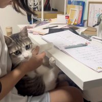 こちらを見る猫