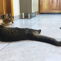 しっぽにじゃれる子猫