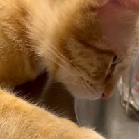 シンクを見つめる猫