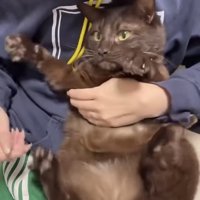 飼い主に肉球をこそばされる保護猫