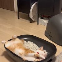 仰向けの猫