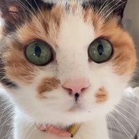 猫の正面
