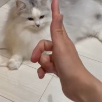 猫に指鉄砲を向けるシーン