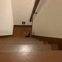 階段をのぼってくる猫2