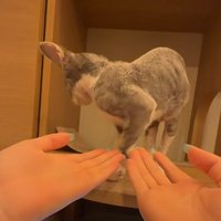 子猫に両手を差し出す飼い主