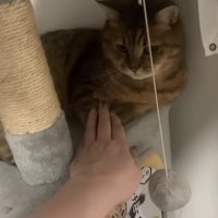 キャットタワー上の猫に手を差し出す飼い主