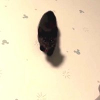 カメラを見ている子猫