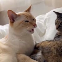 フレーメン反応をするテンくん