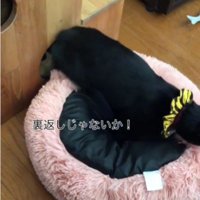 ベッドに乗っている猫