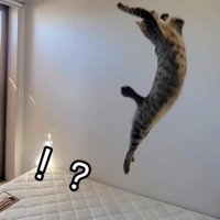 ジャンプしている猫