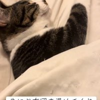 布団で寝る猫