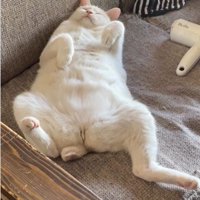 仰向けで寝ている猫
