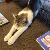 のびをしている猫