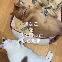 並んで眠る猫と犬