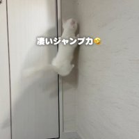 ジャンプする子猫