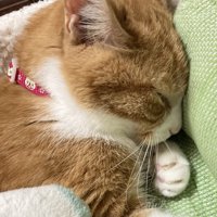 眠るおかかちゃん