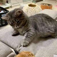 ソファの隙間を見つめる猫