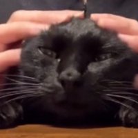 頭を触られてうっとりする猫の顔