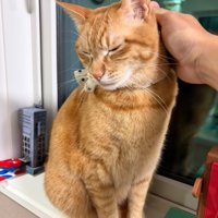 自ら撫でられにくる猫