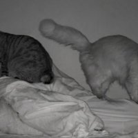 ベッドに横たわる人の上に乗る2匹の猫2