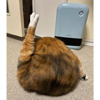 毛づくろいしている猫