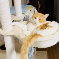 キャットタワーでくつろぐ保護猫